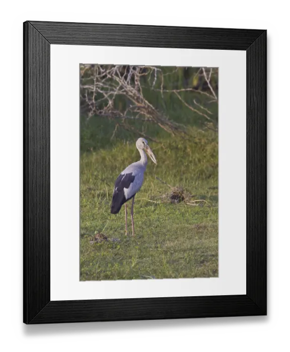 Framed Print : Silver Clawbill, Silver Clawbill Framed Print : Silver Clawbill, Silver Clawbill