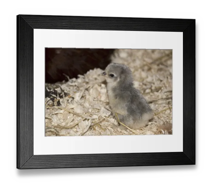 Framed Print : Cochin chickens, purebred, poultry
