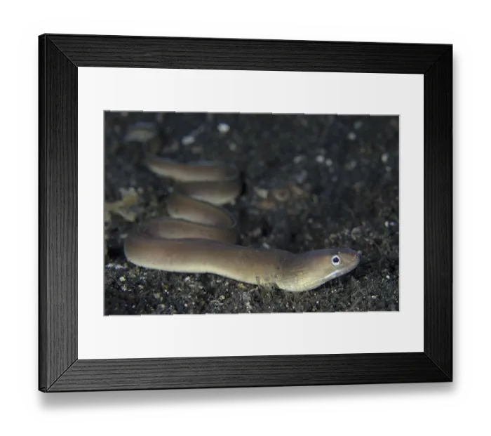 Framed Print : White-line moray, White-line moray eel