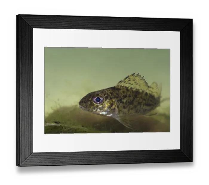 Framed Print : Eurasian eurasian ruffe (Gymnocephalus cernua) adult