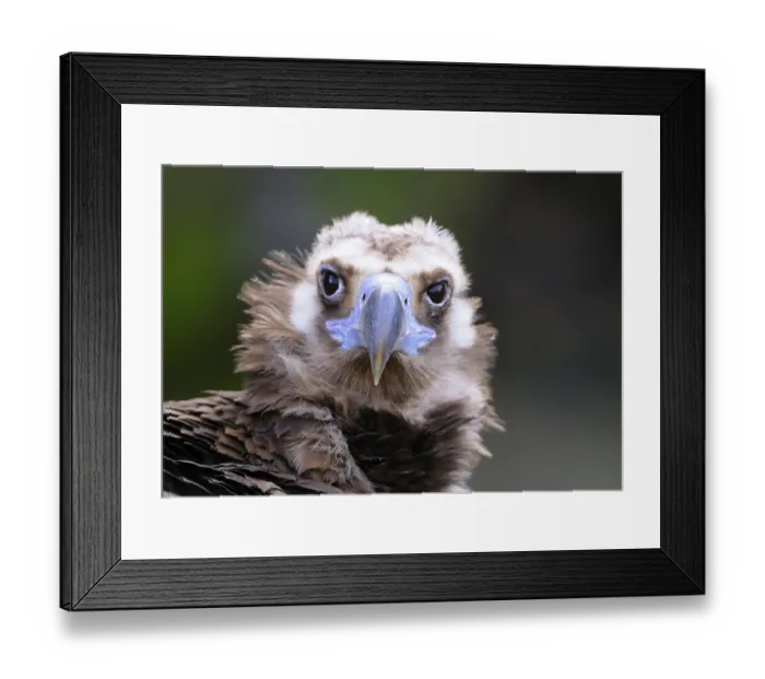Framed Print : Vulture, Aegypius monachus Framed Print : Vulture, Aegypius monachus