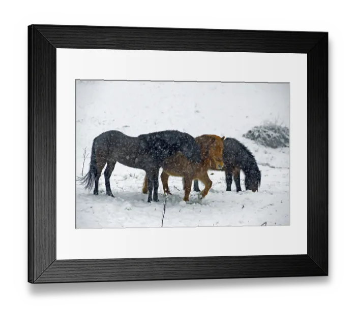 Framed Print : Icelandic horse