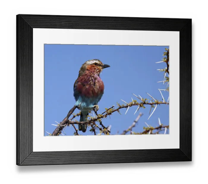 Framed Print : Gabelracke, Lilac-Breasted Roller (Coracias caudata)