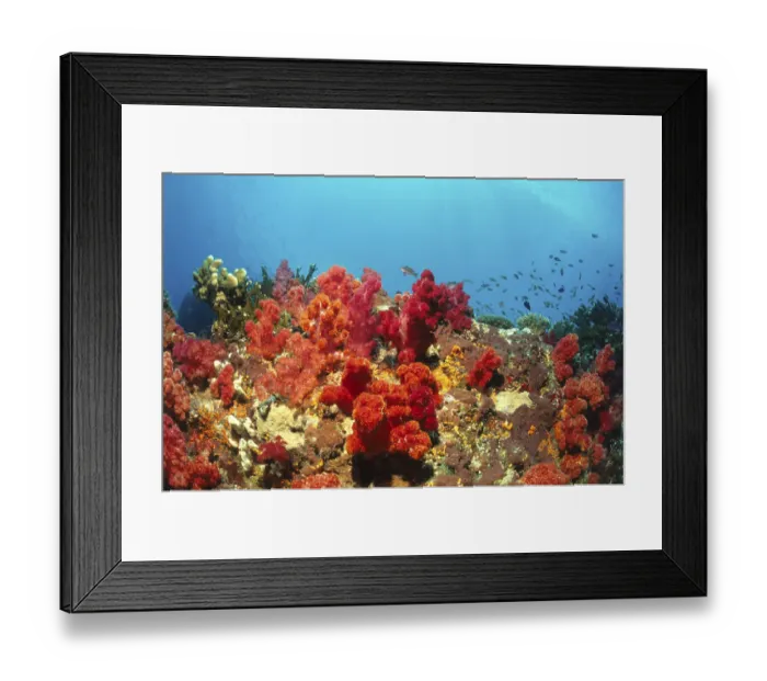 Framed Print : Soft corals, Fiji
