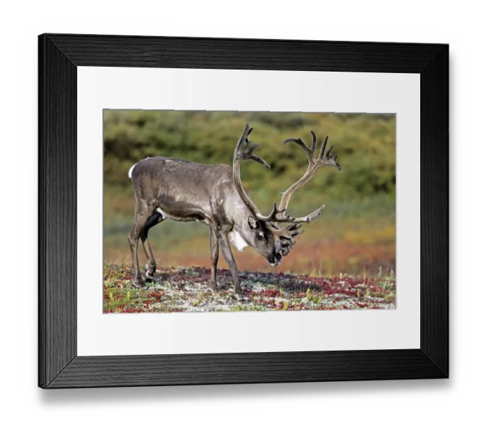 Framed Print : Reindeer (Rangifer tarandus) Framed Print : Reindeer (Rangifer tarandus)