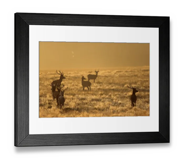 Framed Print : Red deer (Cervus elaphus) in the morning sun in a meadow