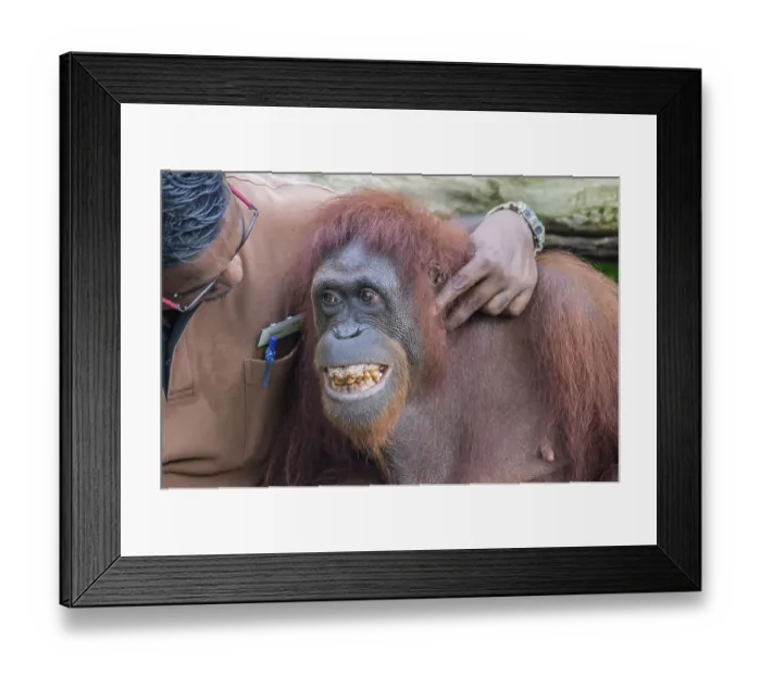 Framed Print : Singapore Zoo, Singapore on October 3 Framed Print : Singapore Zoo, Singapore on October 3