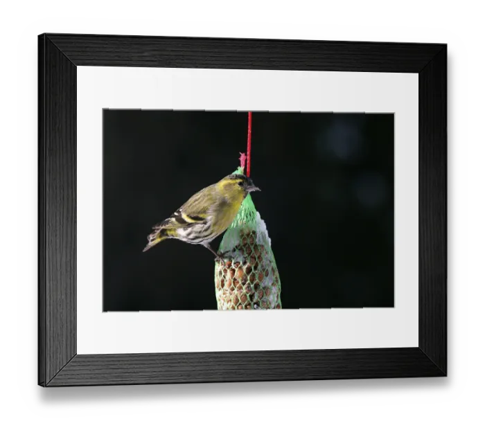 Framed Print : Siskin - male in Winter (Carduelis spinus) (Spinus spinus)