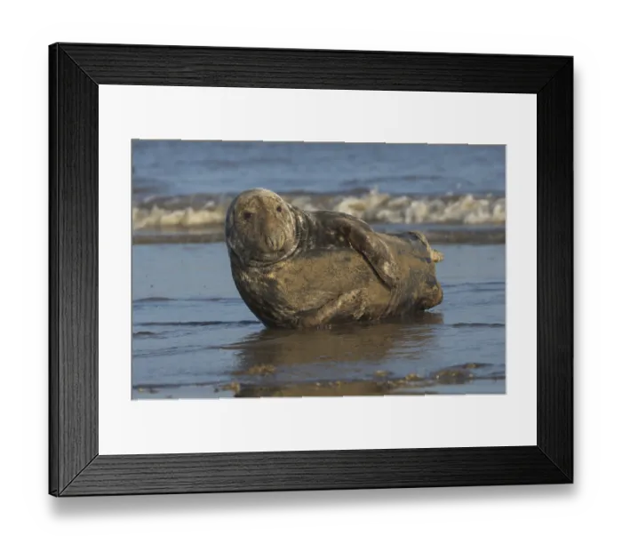 Framed Print : Grey Seal (Halichoerus grypus)
