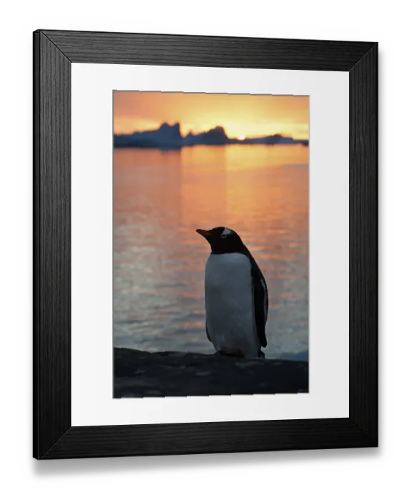 Framed Print : Gentoo Penguin (Pygoscelis papua) at sunset in front of a fjord and icebergs