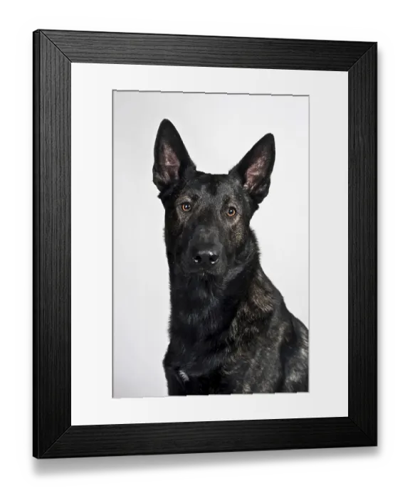 Framed Print : Dutch Shepherd Dog, portrait Framed Print : Dutch Shepherd Dog, portrait