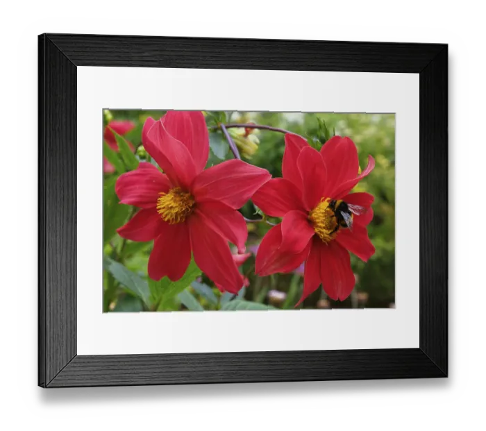 Framed Print : Mexican aster (Cosmos bipinnatus) close-up Framed Print : Mexican aster (Cosmos bipinnatus) close-up