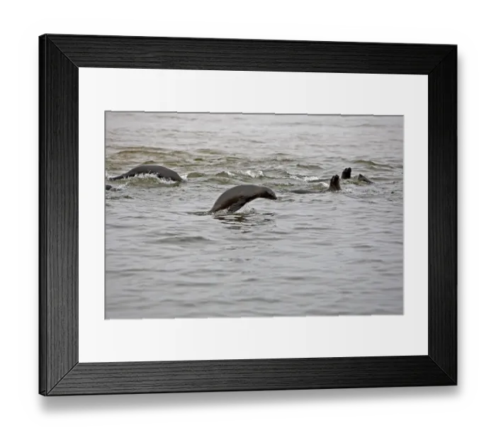 Framed Print : South African Fur Seal (arctocephalus pusillus)