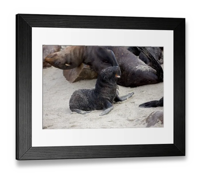 Framed Print : SOUTH AFRICAN FURBROOD (arctocephalus pusillus) IN CAPE CROSS IN NAMIBIA Framed Print : SOUTH AFRICAN FURBROOD (arctocephalus pusillus) IN CAPE CROSS IN NAMIBIA