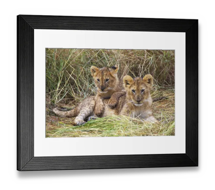 Framed Print : AFRICAN LION (panthera leo) IN MASAI MARA NP IN KENYA Framed Print : AFRICAN LION (panthera leo) IN MASAI MARA NP IN KENYA