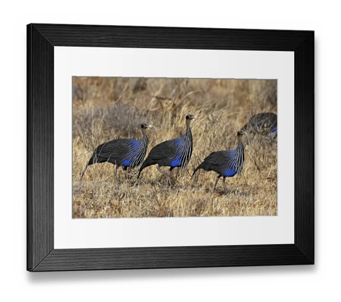 Framed Print : Vulturine guineafowl (acryllium vulturinum)