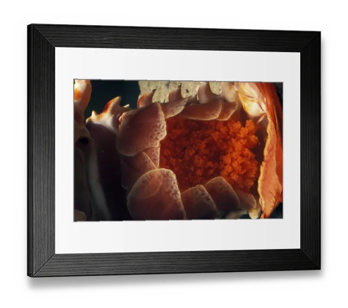 Framed Print : Rock lobster, palinurus vulgaris, female with eggs