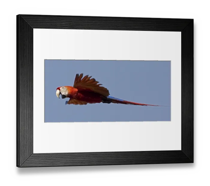 Framed Print : Scarlet Macaw (ara macao), Adult in Flight