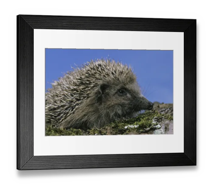 Framed Print : European Hedgehog (erinaceus europaeus) Framed Print : European Hedgehog (erinaceus europaeus)