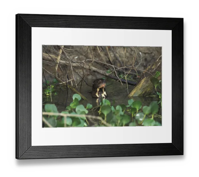 Framed Print : GIANT OTTER (pteronura brasiliensis)