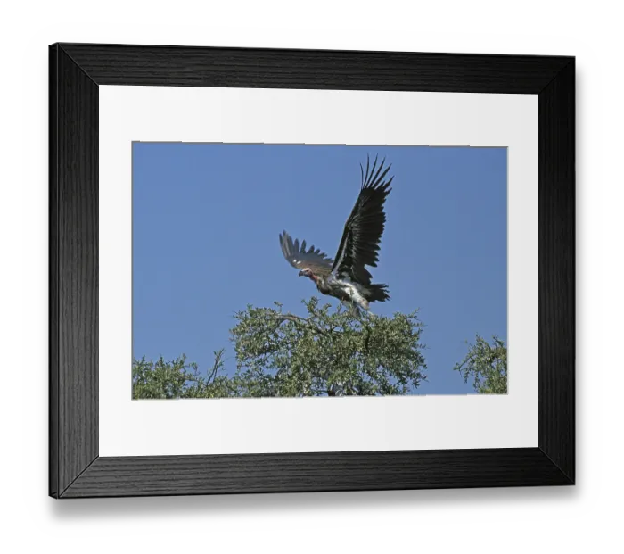 Framed Print : Lappet Faced Vulture (torgos tracheliotus)