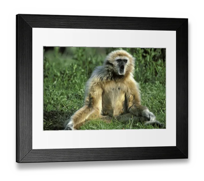 Framed Print : White-Handed Gibbon (hylobates lar)