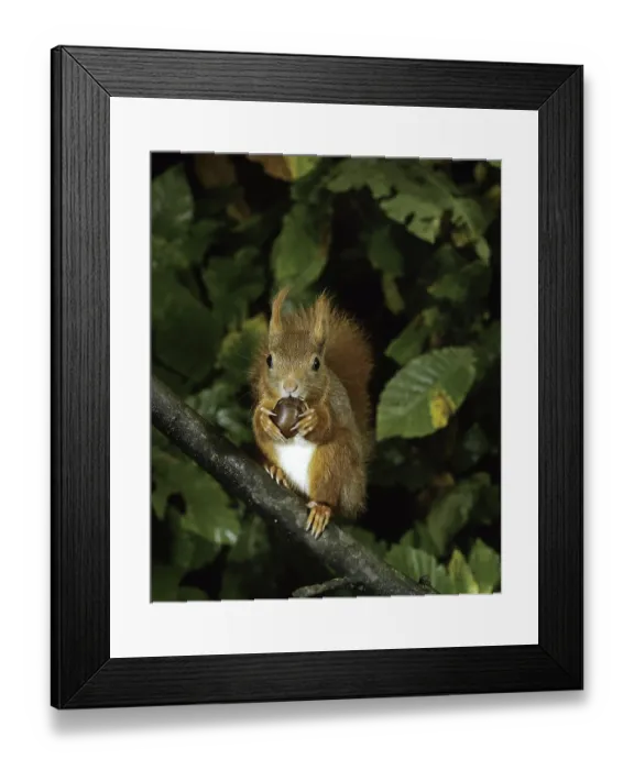 Framed Print : Red Squirrel (sciurus vulgaris)