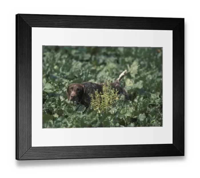 Framed Print : German Short-Haired Pointer hunting in Sugar Beet's Field German Short-Haired Pointer hunting in Sugar Beet's