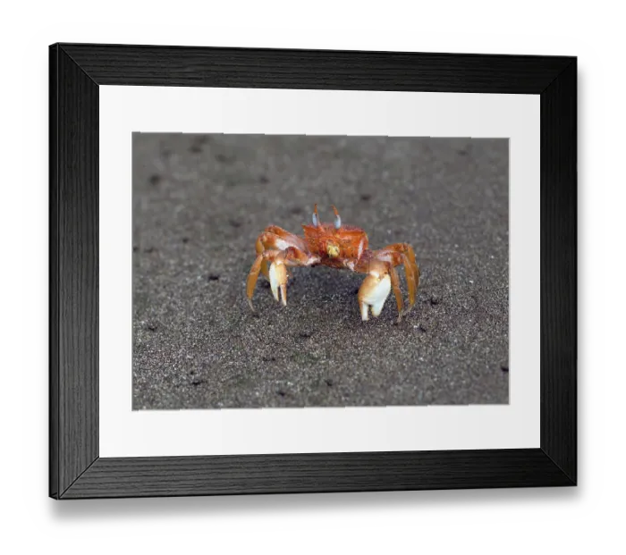 Framed Print : Ghost Crab (Ocypode), Seychelles Framed Print : Ghost Crab (Ocypode), Seychelles