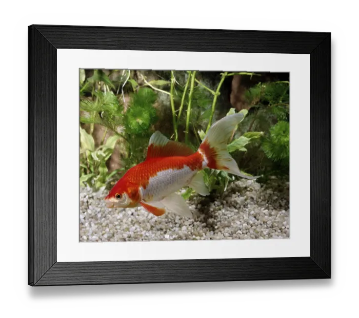 Framed Print : Goldfish (Carassius auratus) Framed Print : Goldfish (Carassius auratus)