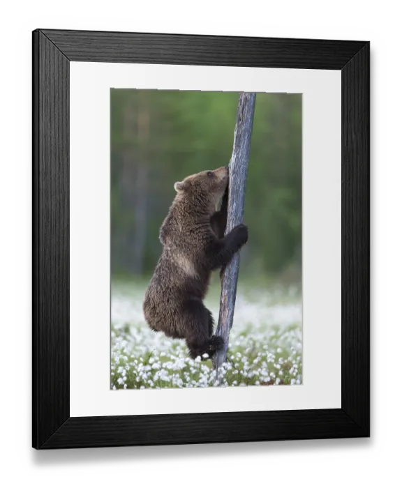Framed Print : Brown Bear (Ursus arctos) climbing tree trunk in cotton grass