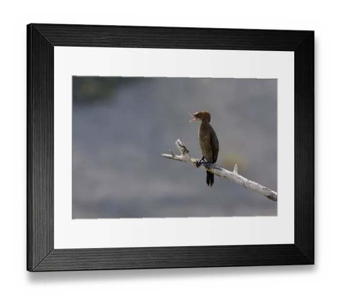 Framed Print : Pygmy Cormorant (Phalacrocorax pygmeus)