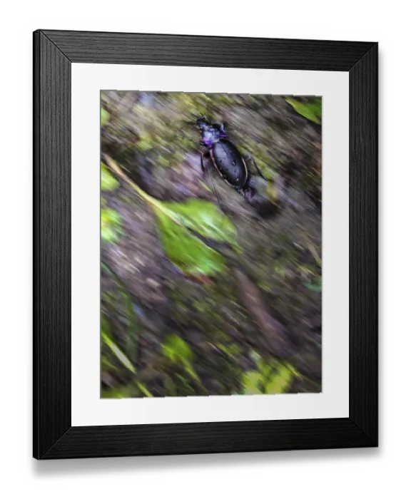 Framed Print : Ground beetle (Carabus nemoralis)