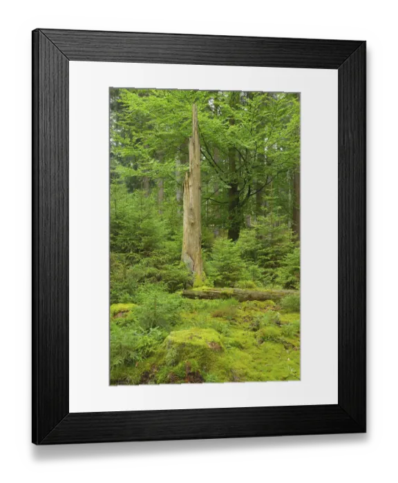 Framed Print : Mixed forest, deadwood, natural regeneration Framed Print : Mixed forest, deadwood, natural regeneration
