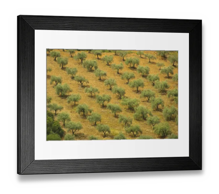 Framed Print : Olive tree, olive tree