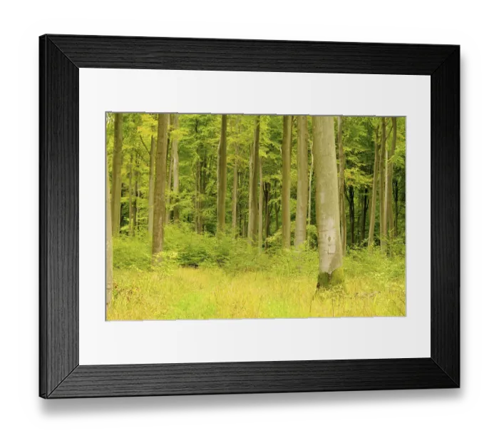 Framed Print : Beech forest in autumn, beech forest in fall 21