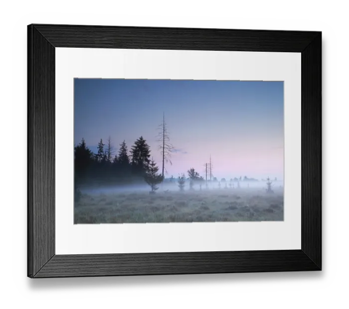 Framed Print : Coniferous forest at misty summer sundown