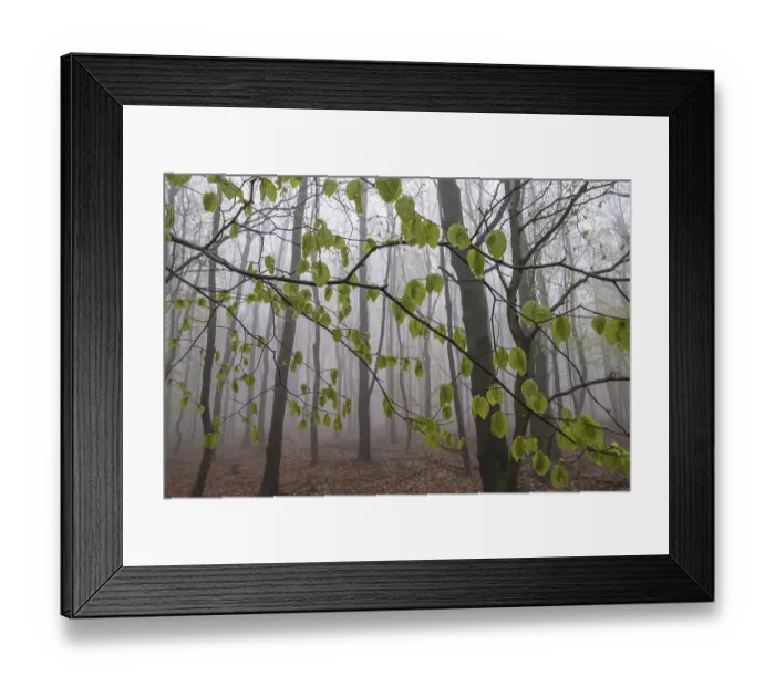 Framed Print : Beech forest in the fog, Ore Mountains