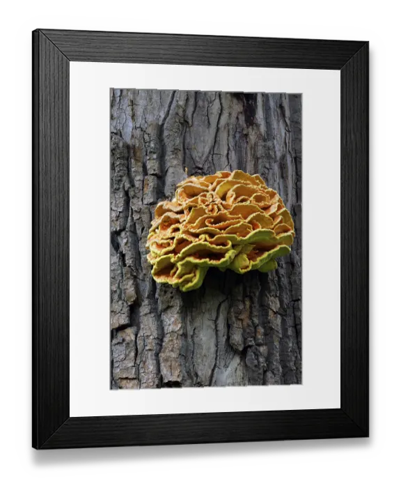 Framed Print : Mushrooms Sulphur Polypore (Laetiporus sulphureus)