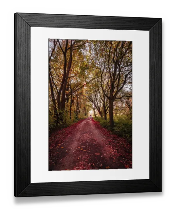 Framed Print : Hiking trail through a small forest with red leaves on the forest path in autumn