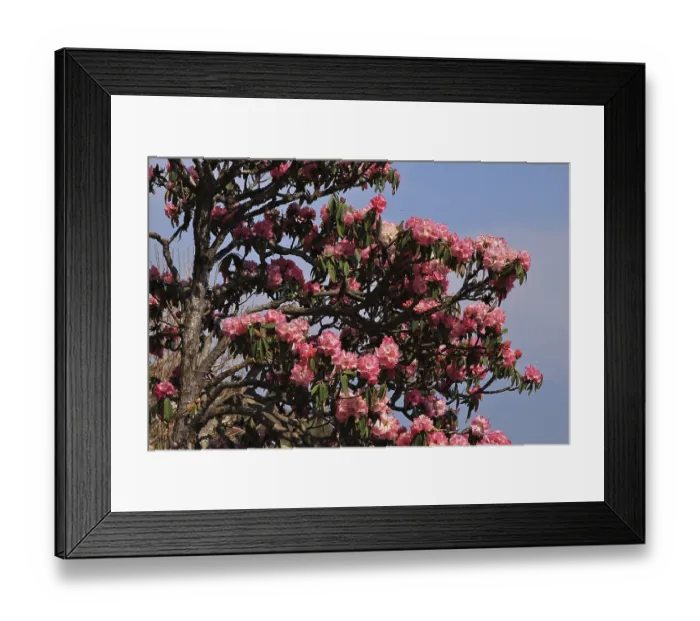 Framed Print : Blooming pink Rhododendron