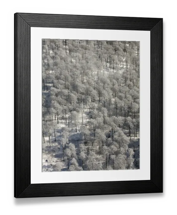 Framed Print : Aerial view, deciduous forest, snow Framed Print : Aerial view, deciduous forest, snow