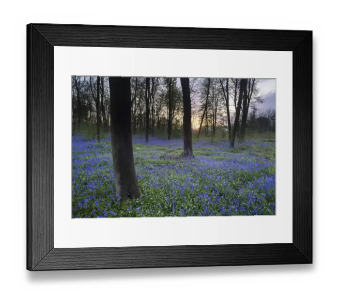 Framed Print : Endymion hyacinth (Hyacinthus) non-scriptus Framed Print : Endymion hyacinth (Hyacinthus) non-scriptus