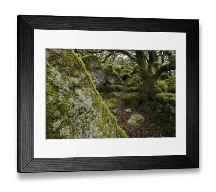 Framed Print : Ancient stunted English oak (Quercus sp) Framed Print : Ancient stunted English oak (Quercus sp)