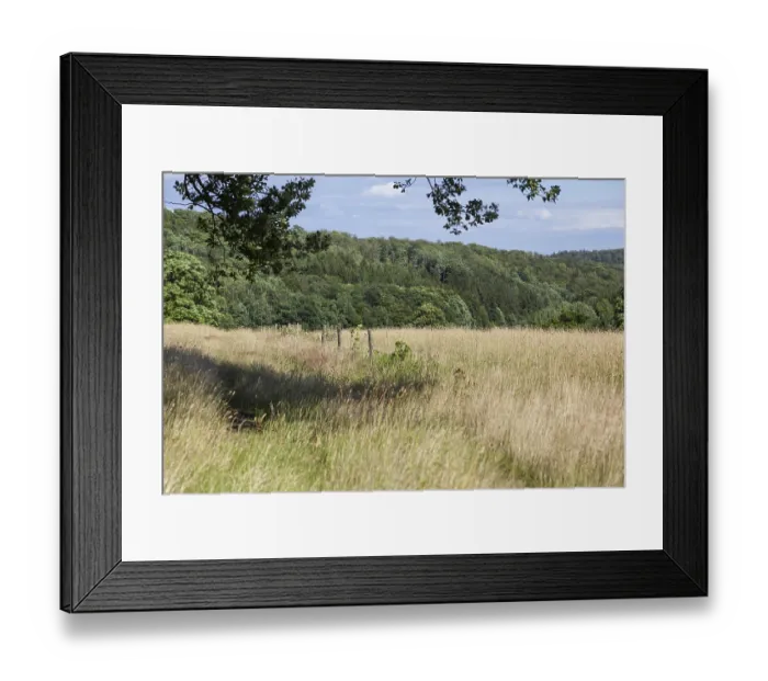Framed Print : Forest path in the Harz Mountains Framed Print : Forest path in the Harz Mountains