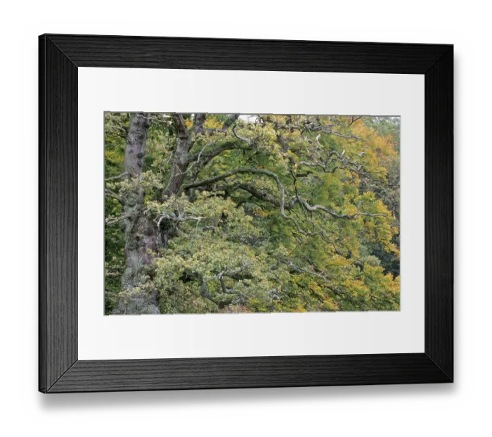 Framed Print : Pedunculate Oak (Quercus robur) is a tree with a spreading crown of rugged branches (Common Oak) (Deutsche Eiche) Framed Print : Pedunculate Oak (Quercus robur) is a tree with a spreading crown of rugged branches (Common Oak) (Deutsche Eiche)