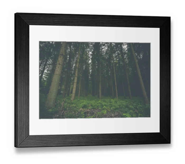 Framed Print : Dark pine tree forest with trees on a row