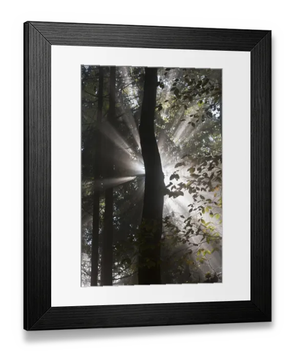 Framed Print : Sun rays in the autumnal misty forest