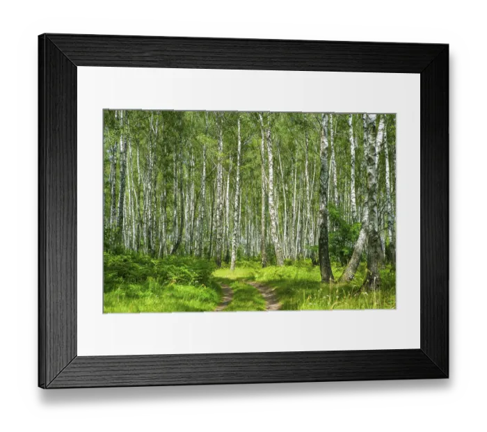 Framed Print : Birch forest Framed Print : Birch forest