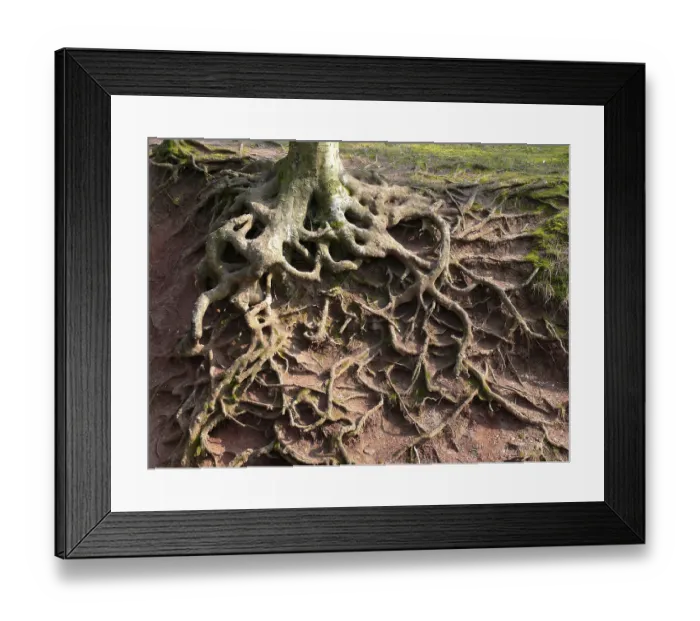 Framed Print : Beech roots exposed by erosion Framed Print : Beech roots exposed by erosion
